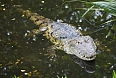 Morelet's Crocodile: Formerly endangered due to exploitation, it has staged a remarkable comeback.