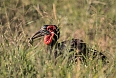 Southern Ground-Hornbill (Photo credit: Paul Heffer)