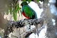 White-tipped Quetzal in Santa Marta