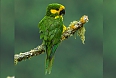 Yellow-eared Parrot (Photo credit: Francesco Veronesi)