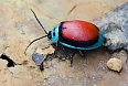 Aspicela beetle (Photo credit: Josh Vandermeulen)