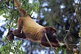 Colombian Red Howler Monkey (Photo credit: Josh Vandermeulen)