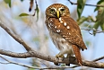 Ferruginous Pygmy-Owl (Photo credit: Josh Vandermeulen)