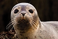 Gray Seal pup (Photo by: Nina Stavlund)