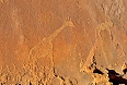 Rock engravings at Twyfelfontein