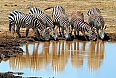 Plans Zebra (Photo credit: Tony Beck)