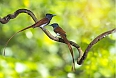 Asian Paradise Flycatcher 