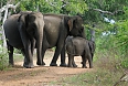Elephants at Yala National Park