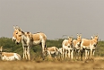 Indian Wild Ass is its stronghold at the Little Rann of Kutch