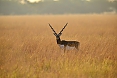 Blackbucks are conspicuous in open plains habitats to Gujarat state (© Justin Peter)