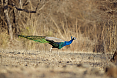 India's National Bird, the Indian Peafowl (© Justin Peter)