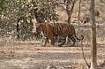 The Bengal Tiger at Ranthambore is always a treat (© Justin Peter)