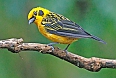 Golden Tanager  (Photo by: Janice White)