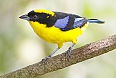 Blue-winged mountain tanager  (Photo by: Janice White)