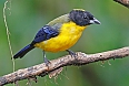 Black-chinned Mountain Tanager  (Photo by: Janice White)