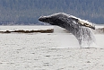 Humpback Whale in Frederick Sound