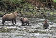 Grizzly Bears waiting for salmon