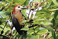 Jamaican Woodpecker at Marshall's Pen (Photo by: Ann Haynes-Sutton)
