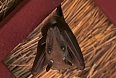 Gambian Epauletted Fruit Bat (Photo credit: Justin Peter)
