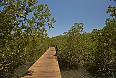 A walkway among mangroves at Mandina Lodges (Photo credit: Justin Peter)
