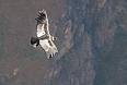Andean Condor 