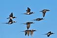 Long-tailed Ducks (Photo credit: Tony Beck)
