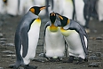 King Penguins guarding egg