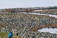 St. Andrews Bay, home to one of the world's largest King Penguin colonies (Photo by: Catherine Jardine)