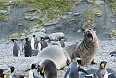 Elephant Seals and King Penguins on South Georgia