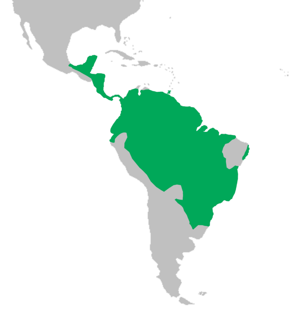 Howler monkey range map
Source: Miguelrangeljr & IUCN (International Union for Conservation of Nature)