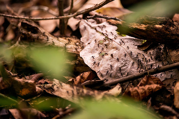 Ants on the ground in Brazil