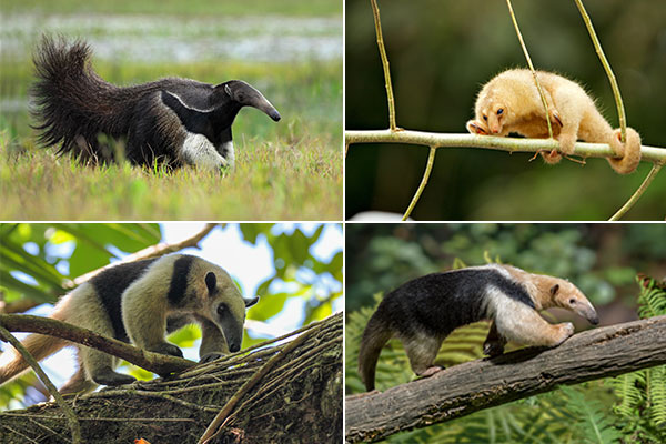 Species of Anteaters