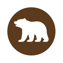 Bears