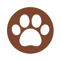 Big Cats