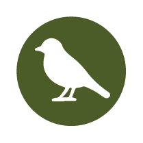 Bird Watching