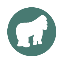 Primates